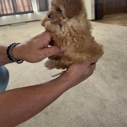 Poodle Puppies from ItalianToyPoodles