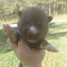 Draco - Red and white male Siberian Husky puppy in Vale, North Carolina from Sirens Song Siberian Huskies