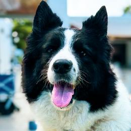 Border Collies from Hill Valey Border Collies
