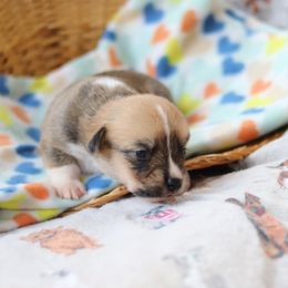 Boy 2 - Pembroke Welsh Corgi puppy in Karnack, Texas from Sureshot Corgis