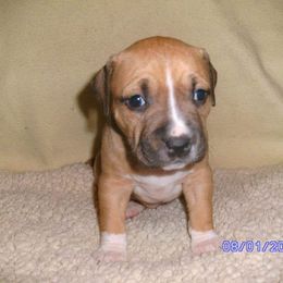 American Pit Bull Terrier Puppies from Kaotic APBTs