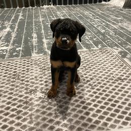 Rottweiler Puppies from Von Nuffosttor Rottweilers