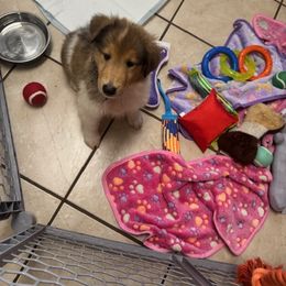 Coconut - Sable and white female Collie puppy in Carencro, Louisiana from Cajun Bayou's Collies LLC