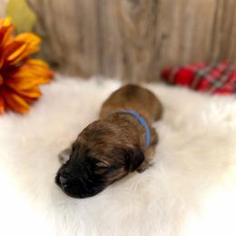 Ralphie - Wheaten male Whoodle puppy in Merritt, Michigan from Genesis Family Farm