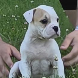 Reese - White and tan female American Bulldog puppy in Three Rivers, Michigan from Jemms Kennels