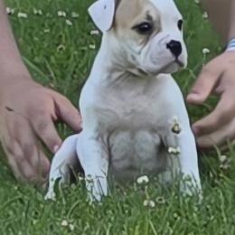 Reese - White and tan female American Bulldog puppy in Three Rivers, Michigan from Jemms Kennels