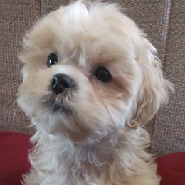 Shihpoos from Susan's Shihpoo