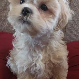 Shihpoos from Susan's Shihpoo