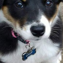 Border Collies from Bonita's Border Collies