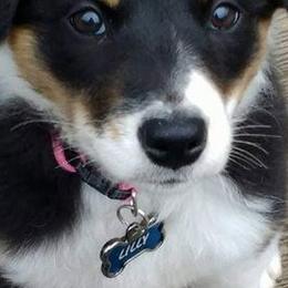 Border Collies from Bonita's Border Collies