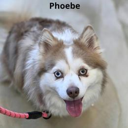 Phoebe - Pomsky
