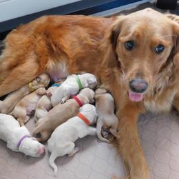 Golden Retrievers from Good As Gold Retrievers