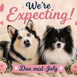 Pomsky puppies from CJ White's Poms and Pomskies