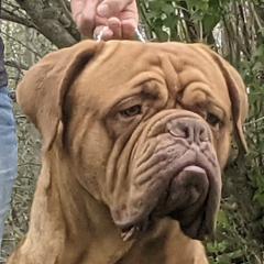 Duke - Dogue de Bordeaux