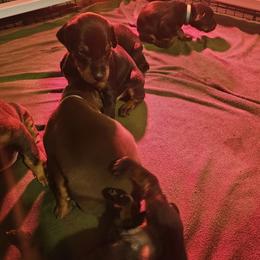Doberman Pinscher Puppies from Stand Alone European Dobermans