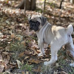 Bucky - Fawn male Pug puppy in Indian Trail, North Carolina from Natalya's Pugs