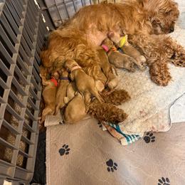 Pink collar - Red  female Goldendoodle puppy in Indianapolis, Indiana from ZuGolden Retrievers & Doodles