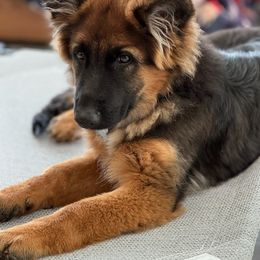 German Shepherd Puppies from Ewig Krieger Kennels