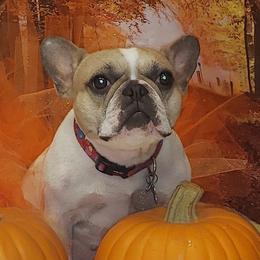 French Bulldogs from BK Frenchies