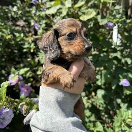 Joe Jonas - Chocolate and tan male Dachshund puppy in Huntingdon, Pennsylvania from Indian Creek Springers and Doxies
