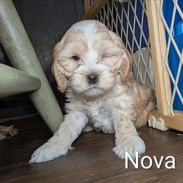 Nova Lee - Cream female Cockapoo puppy in Sunset, Louisiana from Cano Cockapoos