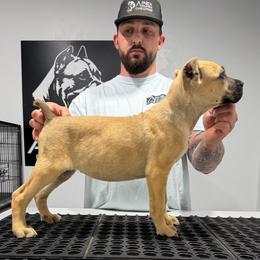 Female 2 - Fawn female Cane Corso puppy in Cashion, Oklahoma from APEXOK Cane Corsos LLC