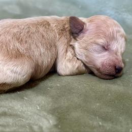 Vegas - Cream male Poodle puppy in Travelers Rest, South Carolina from Cotton Top