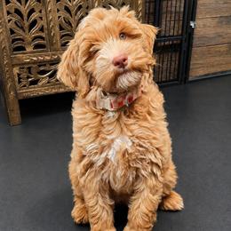 Apricot girl- Millie - Yellow and white female Bernedoodle puppy in Graham, Texas from 2 Rose Ranch Doodles