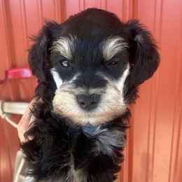 Miniature Schnauzers, Poodles, and Schnoodles from Farmer Brown's Puppies