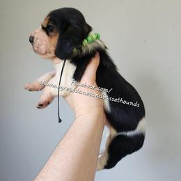 Green collar - Black white and brown male Basset Hound puppy in Alton, Illinois from Show Me Great Danes and Basset Hounds