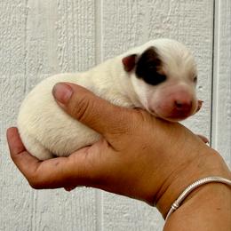 Ren - Red mottled male Australian Cattle Dog puppy in Sahuarita, Arizona from A2 Australian Cattle Dogs
