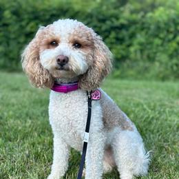 Cali - Goldendoodle