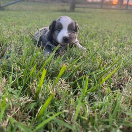 Miniature Australian Shepherd puppies from Kyn's Kennel