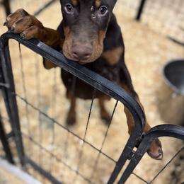 Idris - Red and rust male Doberman Pinscher puppy in Aredale, Iowa from Royal Dynasty Dobermann Kennel