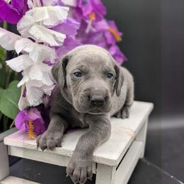 Lily - Blue female Weimaraner puppy in Evart, Michigan from Drehbar Weimaraners