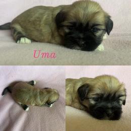 Uma - Cream female Lhasa Apso puppy in Cincinnati, Ohio from Shangri-La Lhasa Apsos