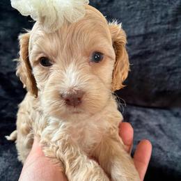 Elizabeth - Buff female Cockapoo puppy in Adrian, Oregon from ApplebyFarm