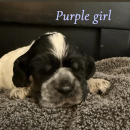 Girl 1 , purple collar - Blue roan female Cocker Spaniel puppy in Boca Raton, Florida from Gold-Coast Cockers