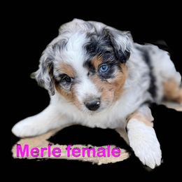 Miniature Australian Shepherd Puppies from Meek's Aussies