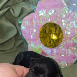 Lamborghini - Black & white female Toy Australian Shepherd puppy in Medical Lake, Washington from MAS Gone Rogue