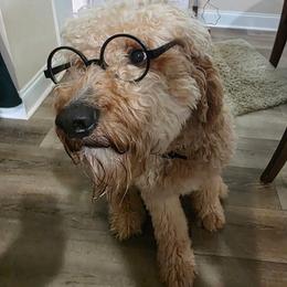 Rocky - Goldendoodle