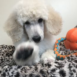 Poodle Puppies from Rosebud Standard Poodles