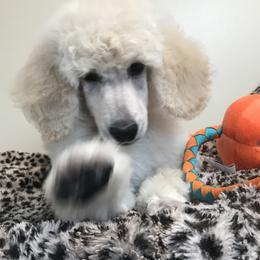 Poodle Puppies from Rosebud Standard Poodles
