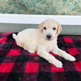 Max - White male Poodle puppy in Roseville, California from Aura & Luxe Poodles