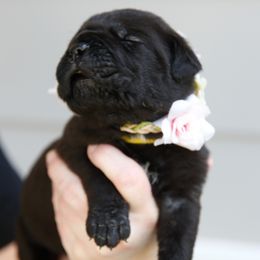 White - Black female Cane Corso puppy in Citrus Heights, California from NorCal Guardians