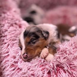 Aster AKC - Blue merle male Australian Shepherd puppy in Orlando, Florida from Skaky Shepherds