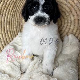 Rainbow - Parti female Goldendoodle puppy in Cleveland, Georgia from The O.G. Doodles