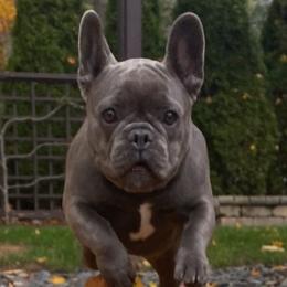 Lulu - French Bulldog