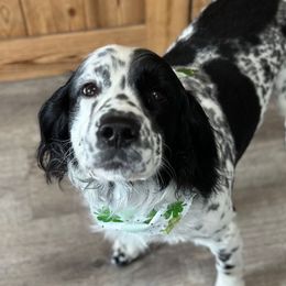 Gunner - English Springer Spaniel