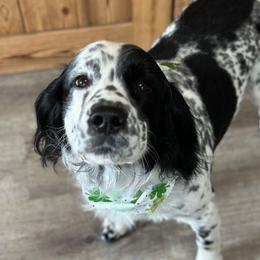 Gunner - English Springer Spaniel